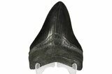 Fossil Megalodon Tooth - Georgia #144288-2